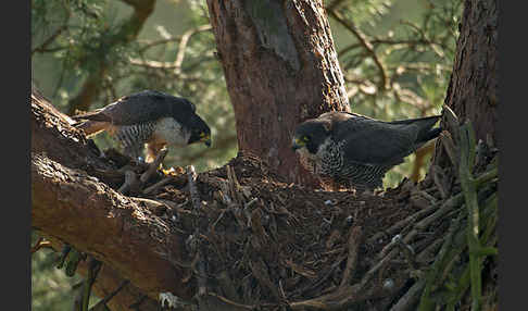 Wanderfalke (Falco peregrinus)