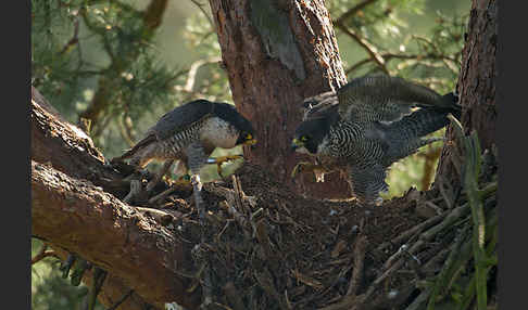 Wanderfalke (Falco peregrinus)