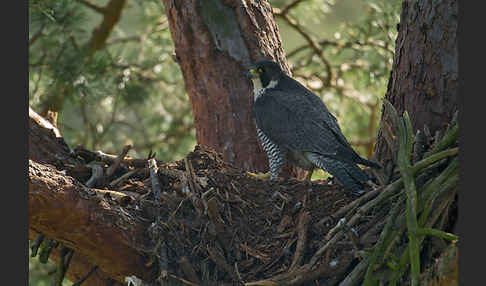 Wanderfalke (Falco peregrinus)