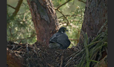 Wanderfalke (Falco peregrinus)