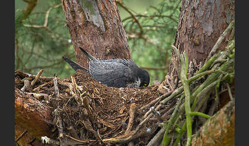 Wanderfalke (Falco peregrinus)