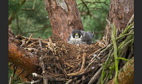 Wanderfalke (Falco peregrinus)