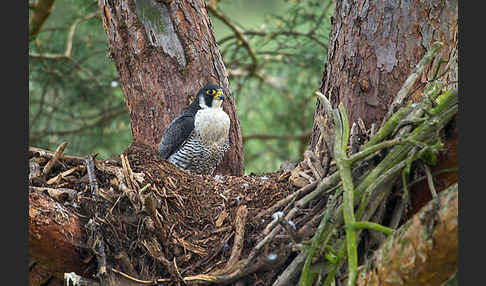 Wanderfalke (Falco peregrinus)