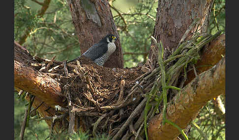 Wanderfalke (Falco peregrinus)