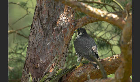 Wanderfalke (Falco peregrinus)