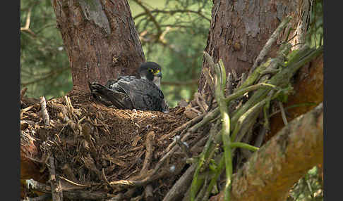 Wanderfalke (Falco peregrinus)