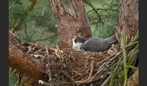 Wanderfalke (Falco peregrinus)