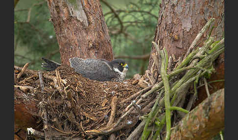 Wanderfalke (Falco peregrinus)