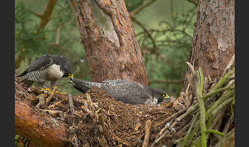 Wanderfalke (Falco peregrinus)