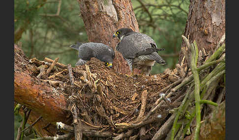 Wanderfalke (Falco peregrinus)