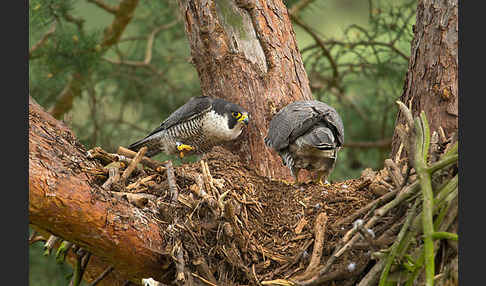 Wanderfalke (Falco peregrinus)