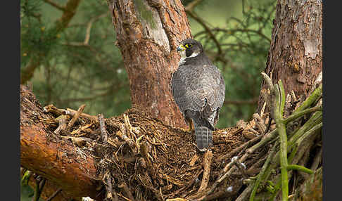 Wanderfalke (Falco peregrinus)