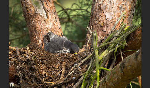 Wanderfalke (Falco peregrinus)