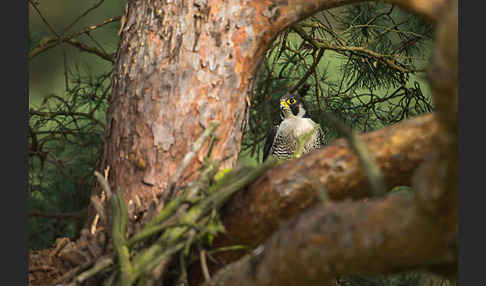 Wanderfalke (Falco peregrinus)