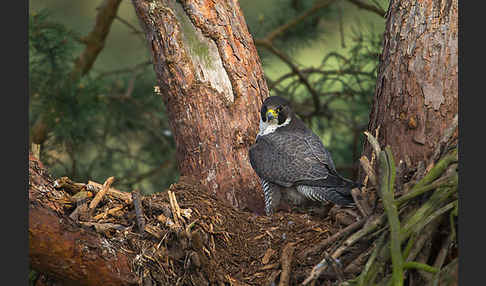 Wanderfalke (Falco peregrinus)