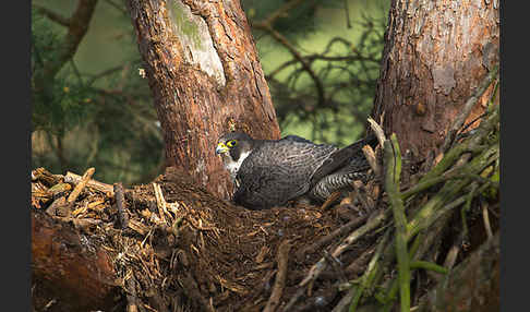 Wanderfalke (Falco peregrinus)