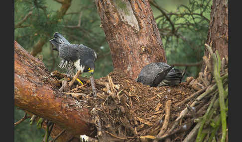 Wanderfalke (Falco peregrinus)