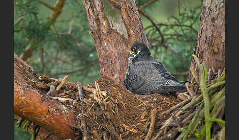 Wanderfalke (Falco peregrinus)