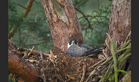 Wanderfalke (Falco peregrinus)