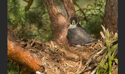 Wanderfalke (Falco peregrinus)