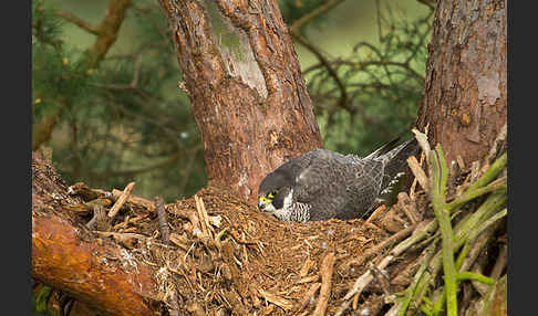 Wanderfalke (Falco peregrinus)