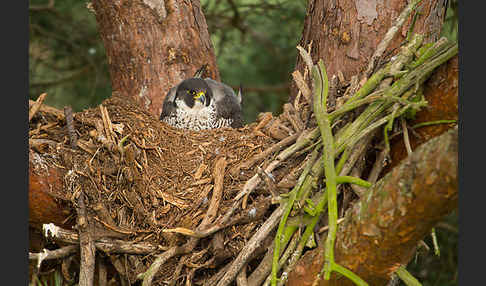 Wanderfalke (Falco peregrinus)