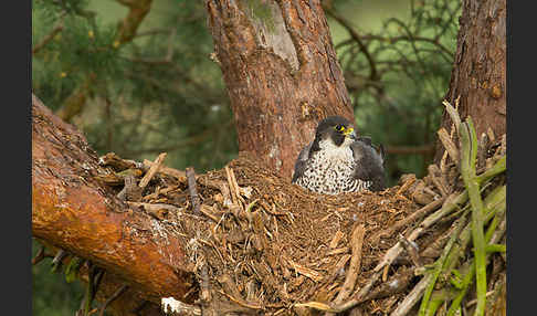 Wanderfalke (Falco peregrinus)