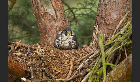 Wanderfalke (Falco peregrinus)