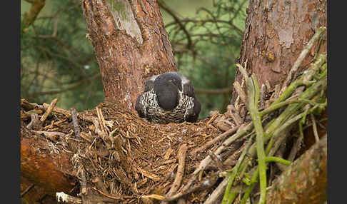 Wanderfalke (Falco peregrinus)