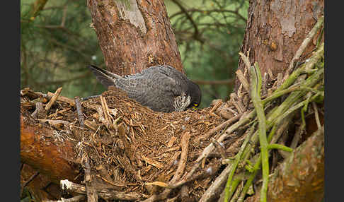 Wanderfalke (Falco peregrinus)