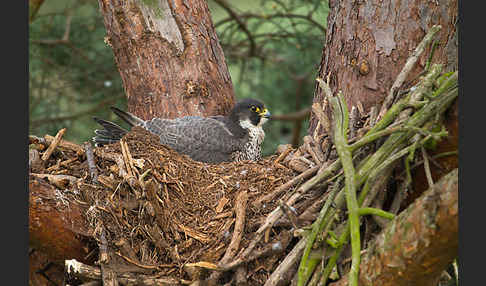 Wanderfalke (Falco peregrinus)