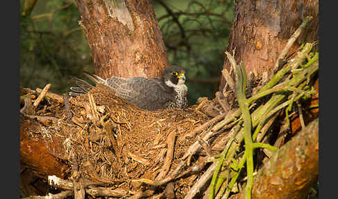 Wanderfalke (Falco peregrinus)