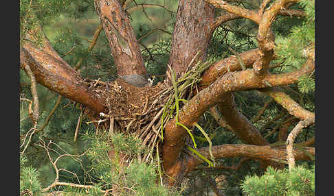 Wanderfalke (Falco peregrinus)