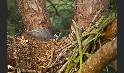 Wanderfalke (Falco peregrinus)