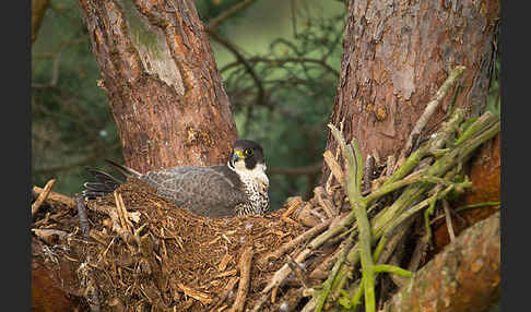 Wanderfalke (Falco peregrinus)