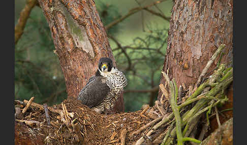 Wanderfalke (Falco peregrinus)