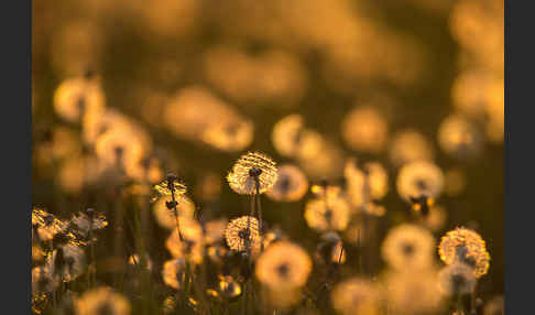 Gemeiner Löwenzahn (Taraxacum officinale agg.)