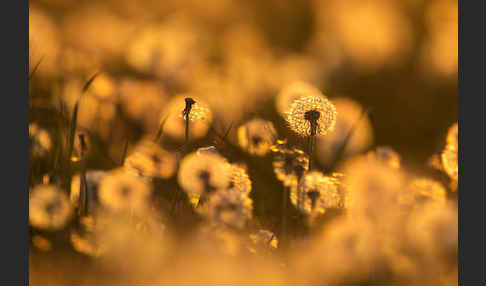 Gemeiner Löwenzahn (Taraxacum officinale agg.)