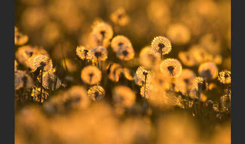 Gemeiner Löwenzahn (Taraxacum officinale agg.)