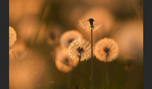 Gemeiner Löwenzahn (Taraxacum officinale agg.)