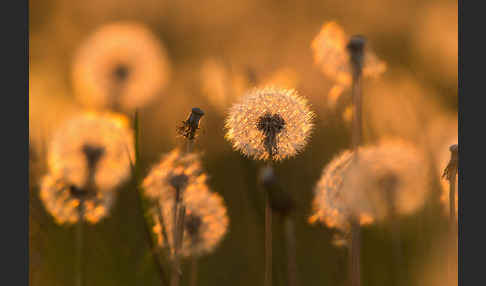 Gemeiner Löwenzahn (Taraxacum officinale agg.)