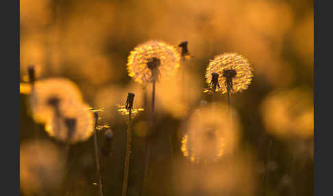 Gemeiner Löwenzahn (Taraxacum officinale agg.)