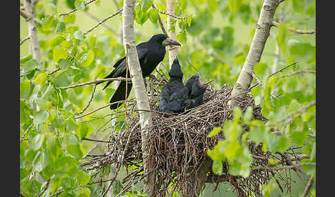 Saatkrähe (Corvus frugilegus)