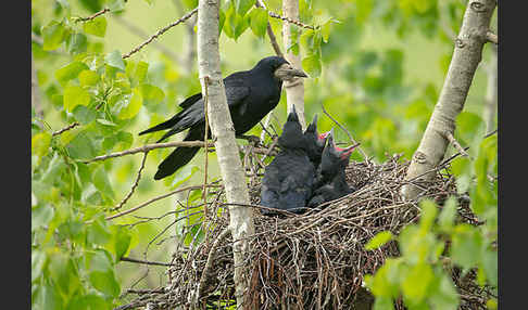 Saatkrähe (Corvus frugilegus)