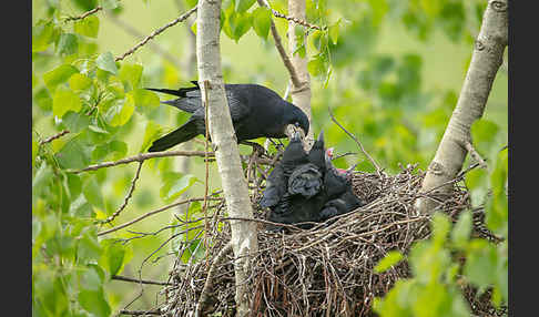 Saatkrähe (Corvus frugilegus)