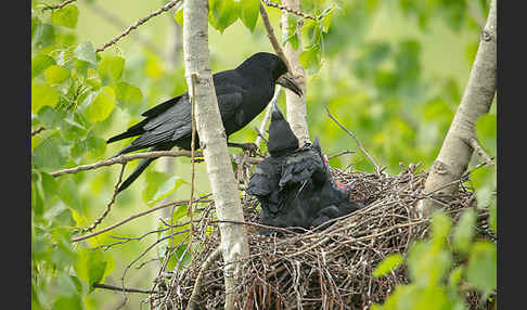 Saatkrähe (Corvus frugilegus)