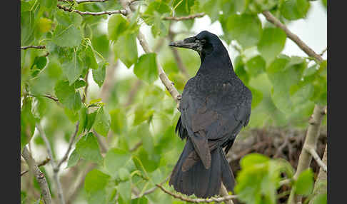 Saatkrähe (Corvus frugilegus)