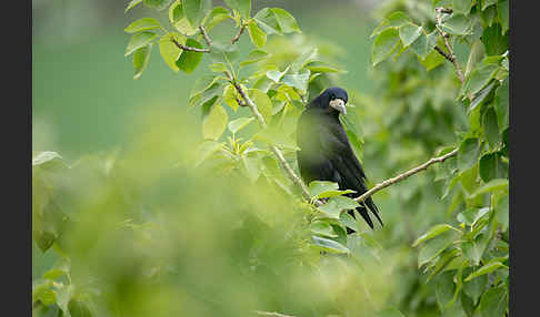 Saatkrähe (Corvus frugilegus)