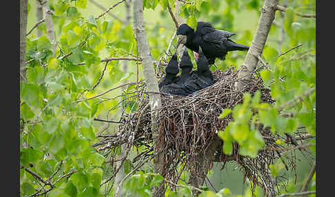 Saatkrähe (Corvus frugilegus)