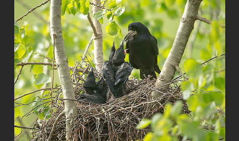 Saatkrähe (Corvus frugilegus)